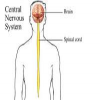 Kuiz nga Anatomia Sistemi nervor qendror Pjesa e parë