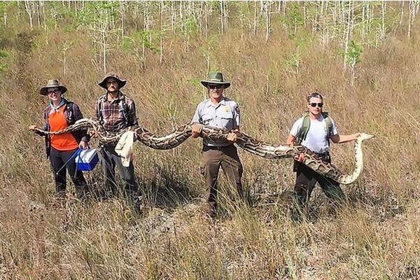 Un python birman aux dimensions gigantesques, a été capturé en Floride