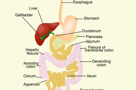 Digestion Game