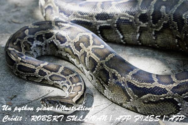 Un python birman de 5,71 mètres de long a été capturé en Floride