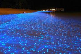 Plages bioluminescentes de la Floride