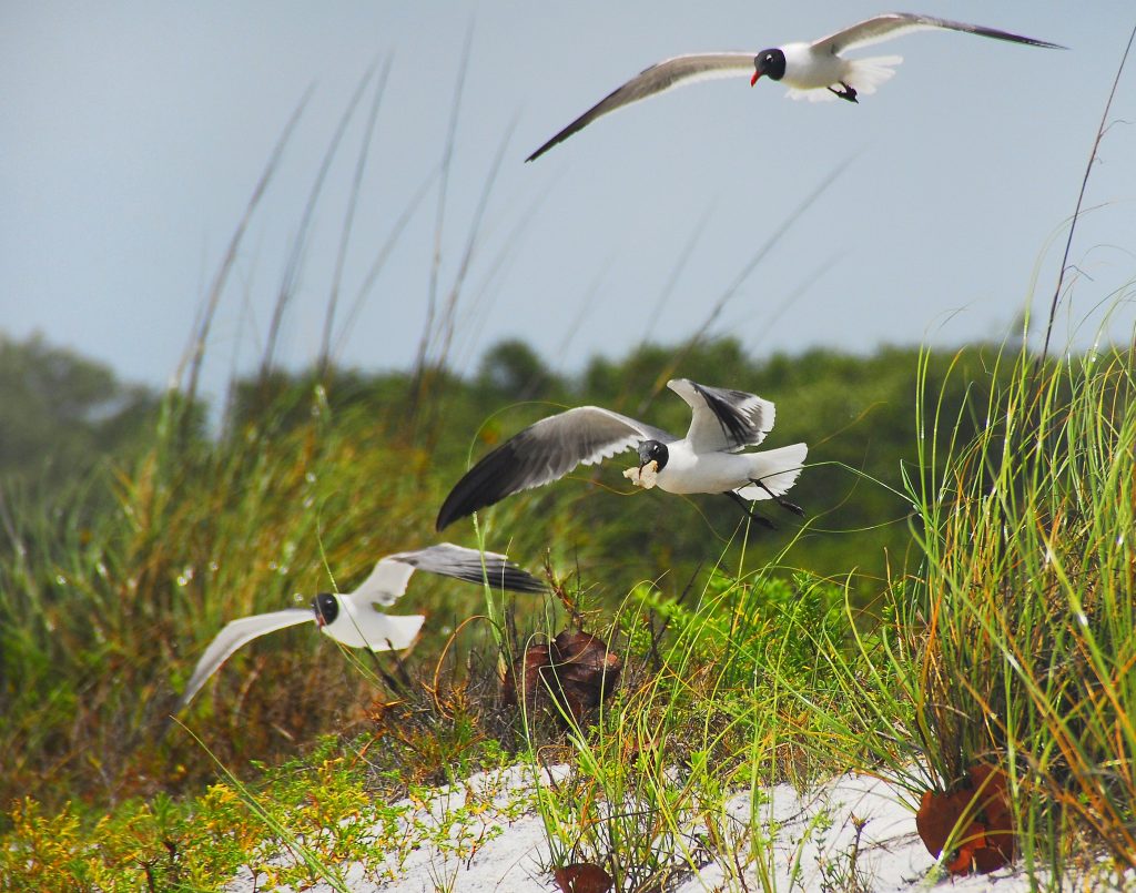 Laughing_Gulls_at_Lovers_Key_State_Park,_Florida_-_Flickr_-_Andrea_Westmoreland