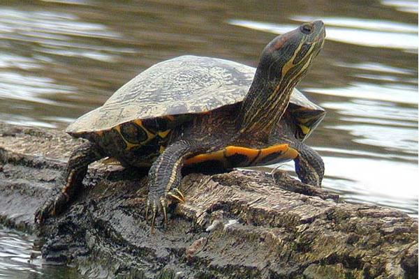 La saison de ponte des tortues marines vient de commencer en Floride.