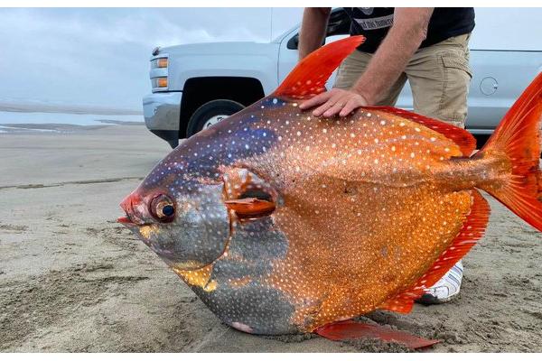 Un gigantesque poisson coloré découvert sur une plage de l’Oregon,